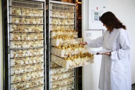 Egg Incubator
